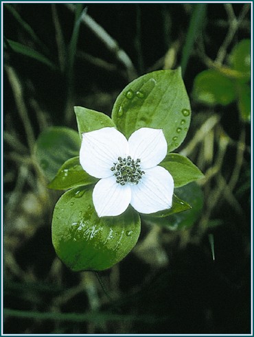 f3 Bunchberry