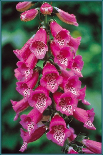 Foxglove