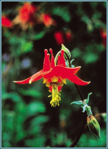 Columbine