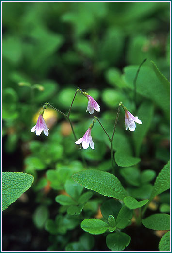 Twinflower