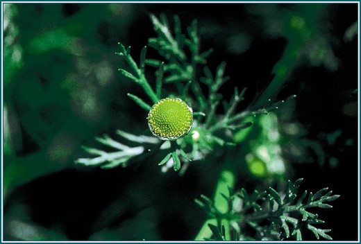 Pineapple Weed