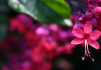 Do Plants Communicate?