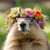 Animal Guides